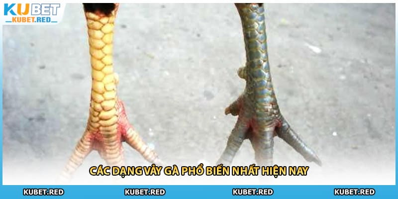 Các dạng vảy gà phổ biến nhất hiện nay