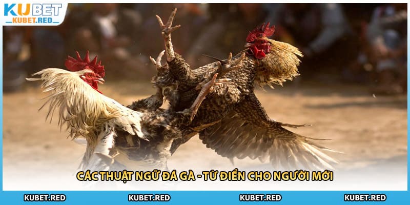 Các Thuật Ngữ Đá Gà - Từ Điển Cho Người Mới