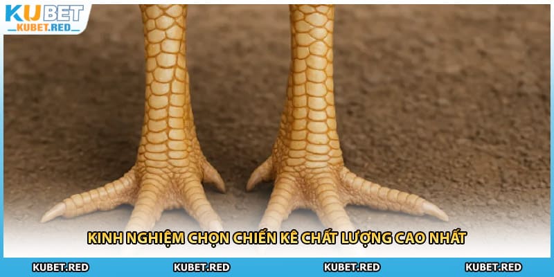 Kinh nghiệm chọn chiến kê chất lượng cao nhất