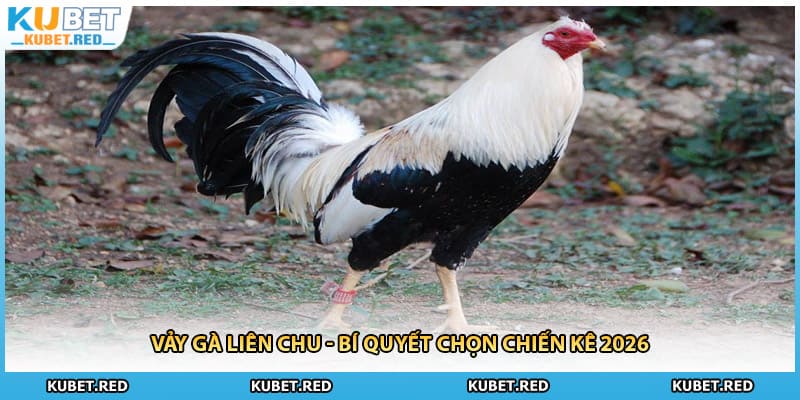 Vảy Gà Liên Chu - Bí Quyết Chọn Chiến Kê 2026